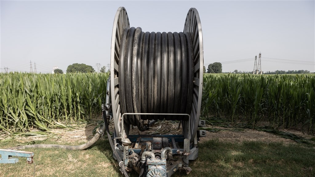 Er is onvoldoende water beschikbaar om mais goed te laten groeien.
