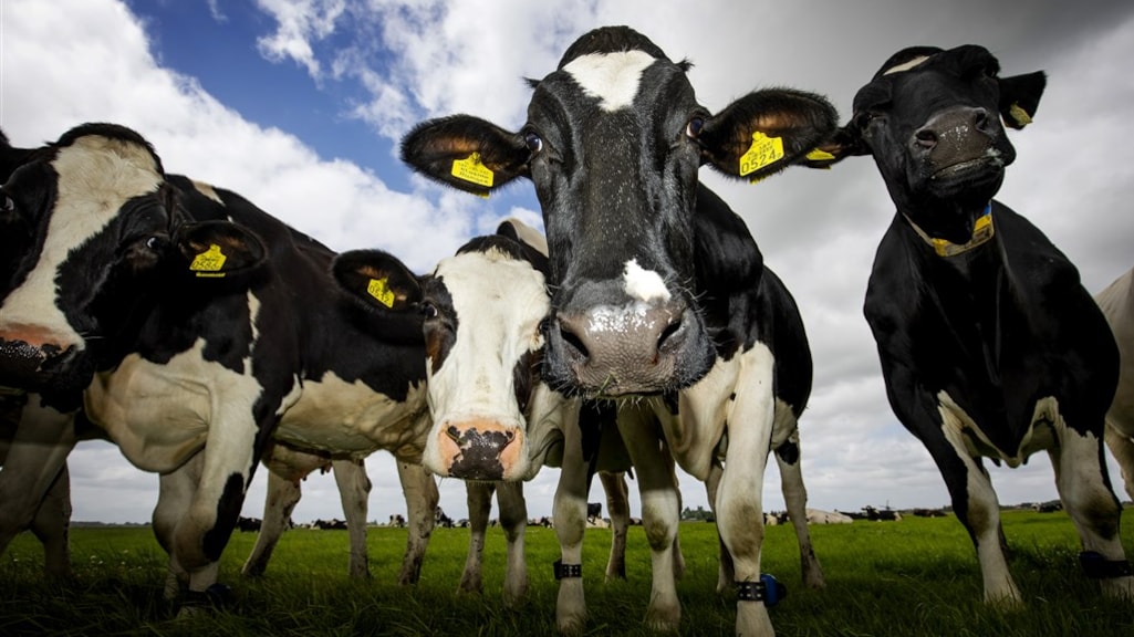 Kabinetsplan: versneld honderden miljoenen euro's voor uitkopen boeren