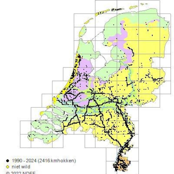 Op de verspreidingskaart is goed te zien dat hij langs de snelwegen groeit