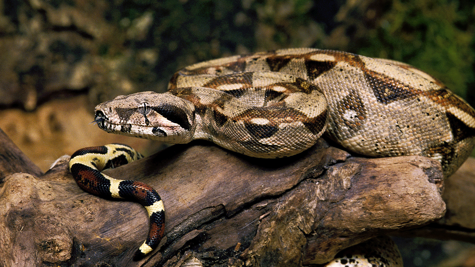 Meterslange wurgslangen duiken ineens op in het wild in België