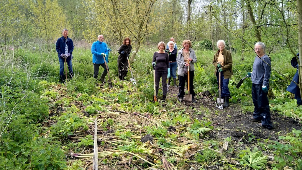 De Reuzenberenklauwbrigade van Natuurlijk Delfland aan het werk