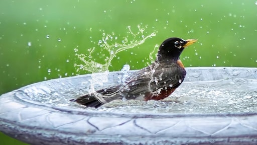 Dit kun je doen om de vogels tijdens de zomerhitte te helpen