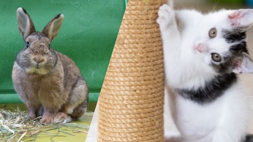 Asielen kunnen kittens en konijnen amper nog bergen: 'Precies rond de vakantie, dat valt wel op'