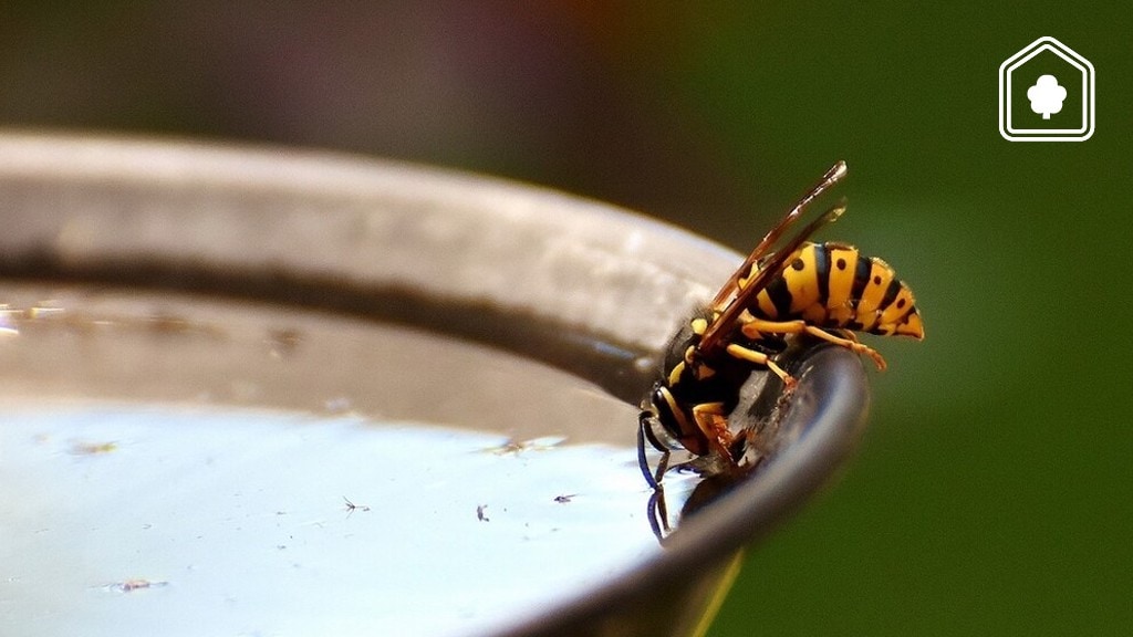 Om deze redenen zijn wespen dus wél nuttig!