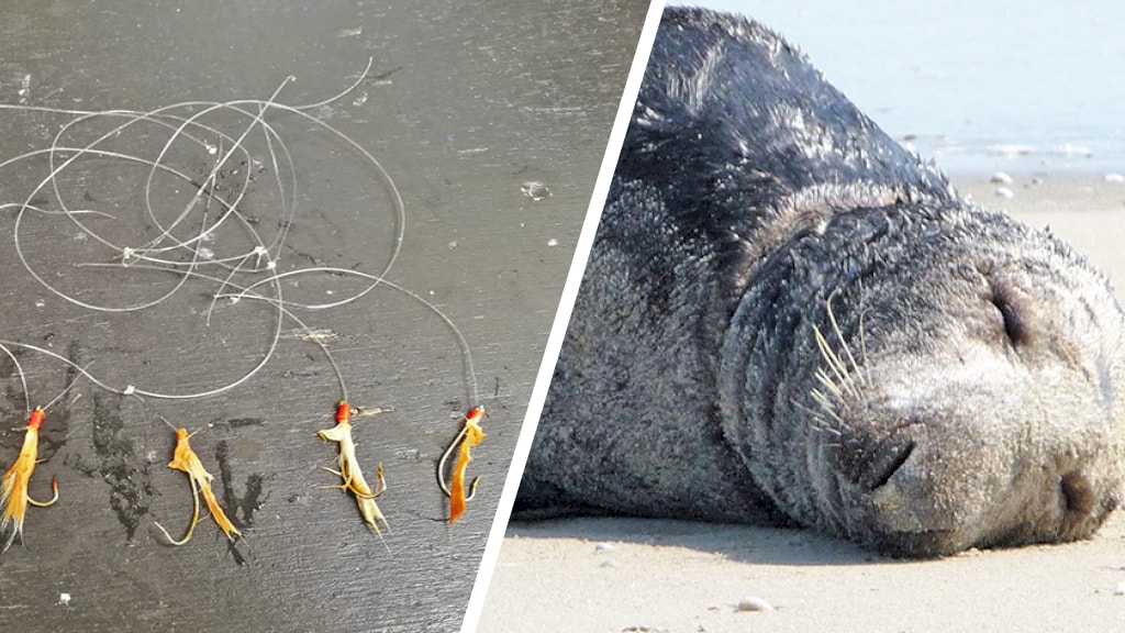 Zeehond bevrijd van vislijn met zes haken: 'Eerder ook al verstrikt geraakt'