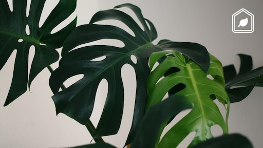 Lifehack! Deze briljante tip zorgt extreem snel voor nieuwe bladeren aan je Monstera