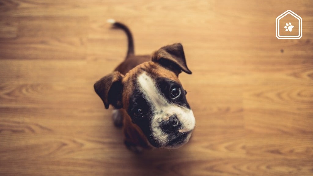 Dit probeert je hond je te zeggen met de volgende 17 gebaren