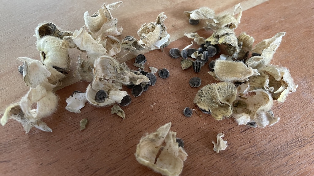 Uitgebloeide bloemknoppen met zaadjes