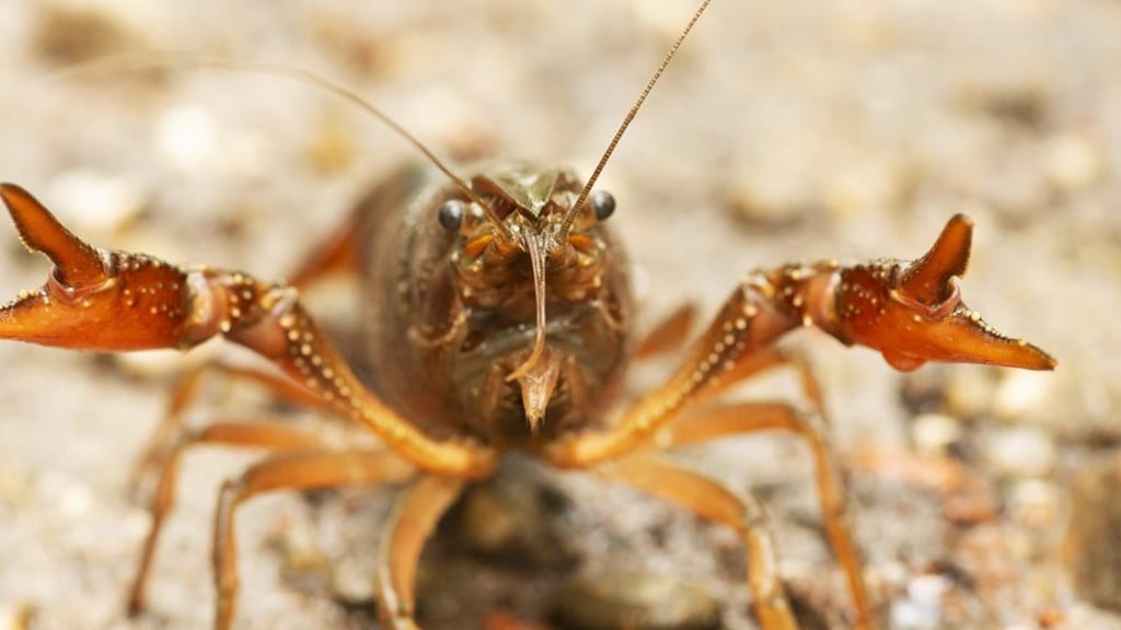 Ongewenste, schadelijke indringers: 22 nieuwe invasieve exoten op EU-lijst