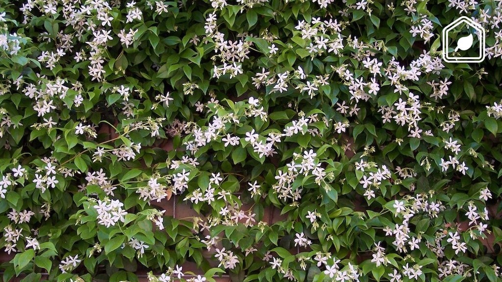 Alles wat je moet weten over de Toscaanse Jasmijn