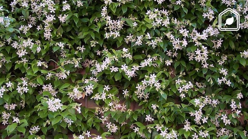 Alles wat je moet weten over de Toscaanse Jasmijn