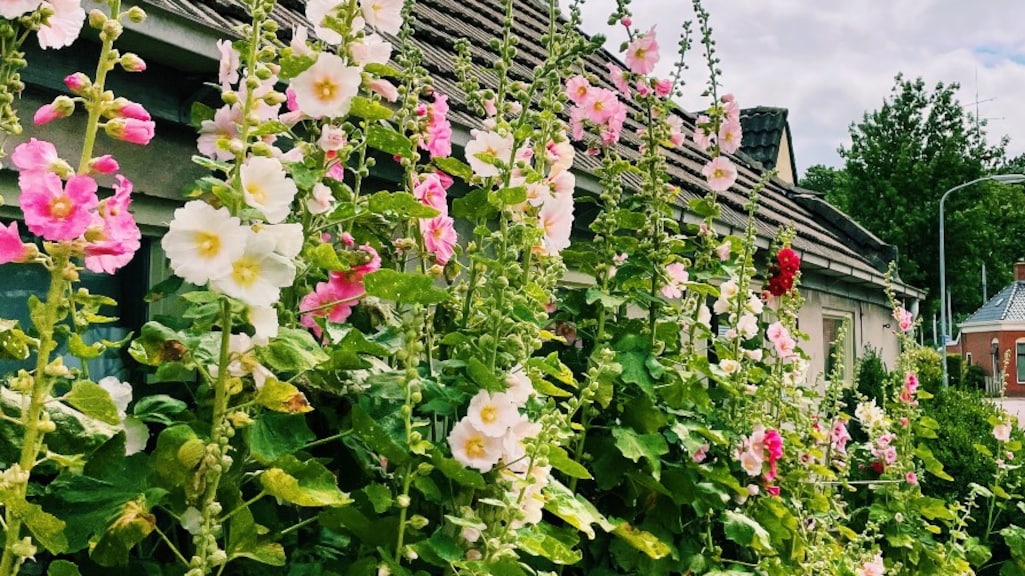 Stokrozen zaaien? Dit moet je weten!