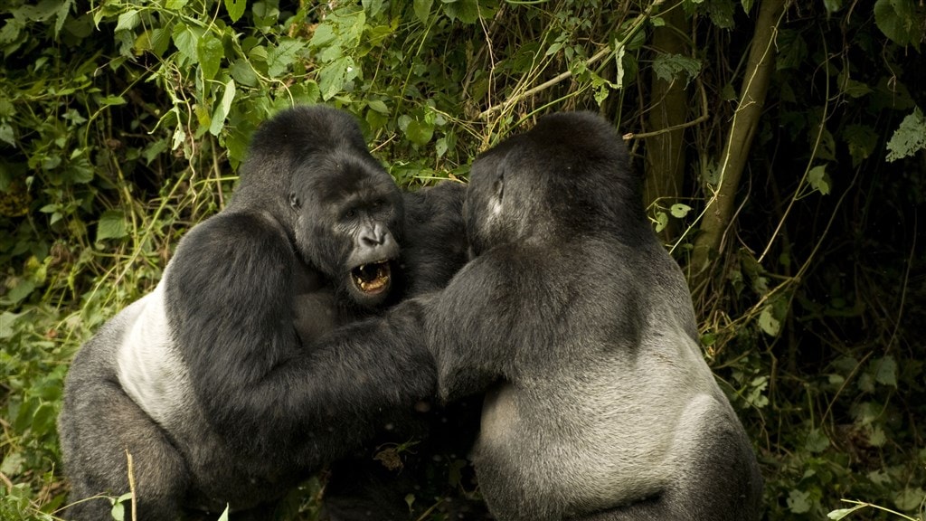 Archief: de berggorilla in Nationaal Park Virunga.