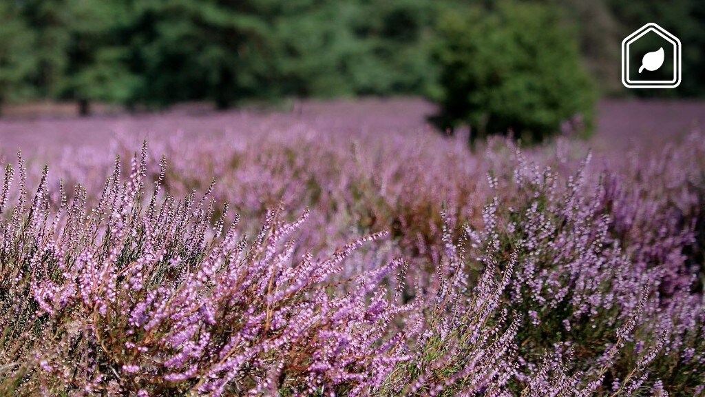 7 van de mooiste wandelroutes langs de paarse heide