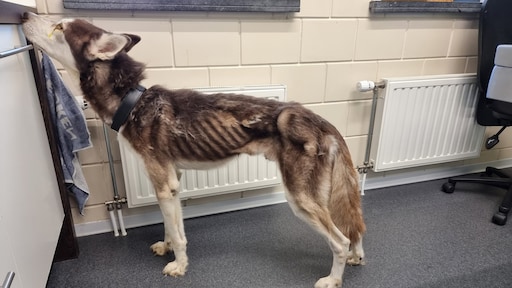 Uitgemergelde husky in beslag genomen door inspectie: 'Ondervoed en uitgedroogd'