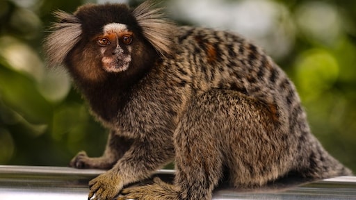 WHO benadrukt na vergiftigingen: apenpokken niet verspreid door apen