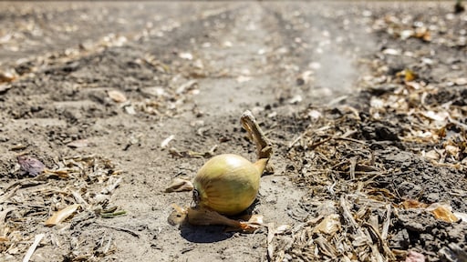 Morgen is de hittegolf een feit, en hij blijft nog wel even