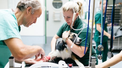 Baasjes in de knel door rekening dierenarts: situaties vaak schrijnend