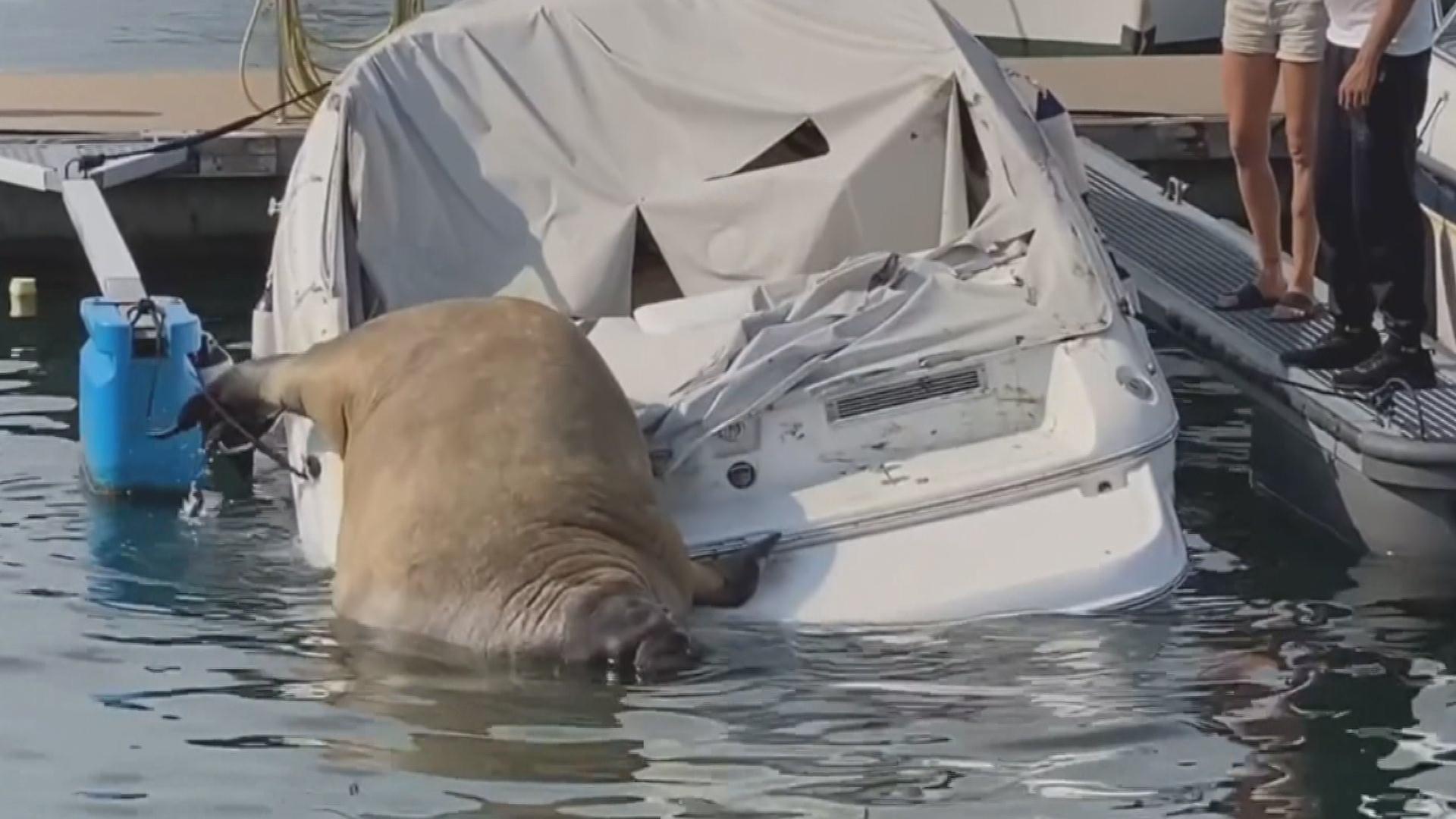 RTL Nyheter og underholdning