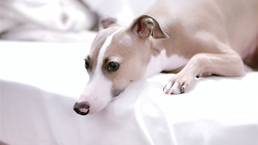 Hond in Parijs krijgt apenpokken van baasjes