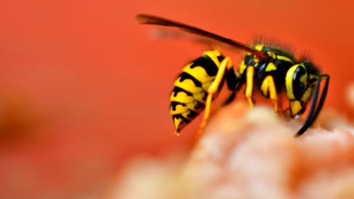 3 simpele manieren om wespen te verjagen in plaats van te vangen
