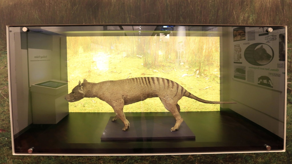 Een opgezette Tasmaanse tijger in het museum