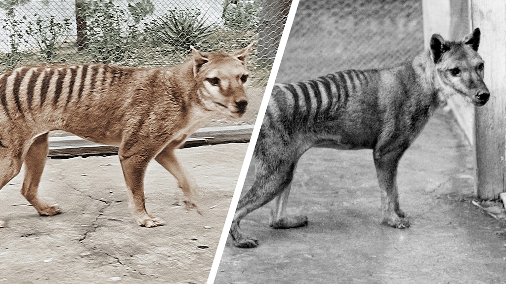 Uitgestorven dieren weer tot leven wekken? De kans op succes neemt toe