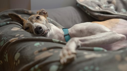 Waarschuwing WHO vanwege met apenpokken besmette hond