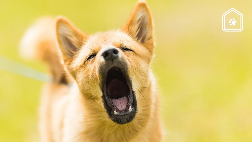 Zo stopt je hond met blaffen als de bel gaat