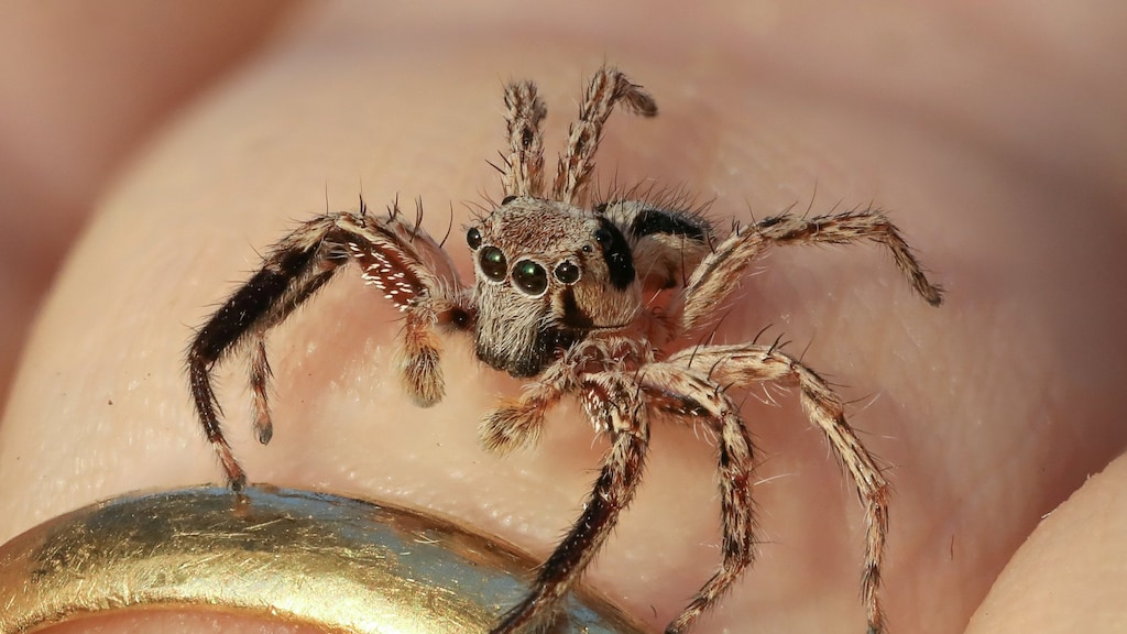 Er zijn meer dan 5000 soorten springspinnen. Dit is een lexippus petersi op een menselijke vinger.