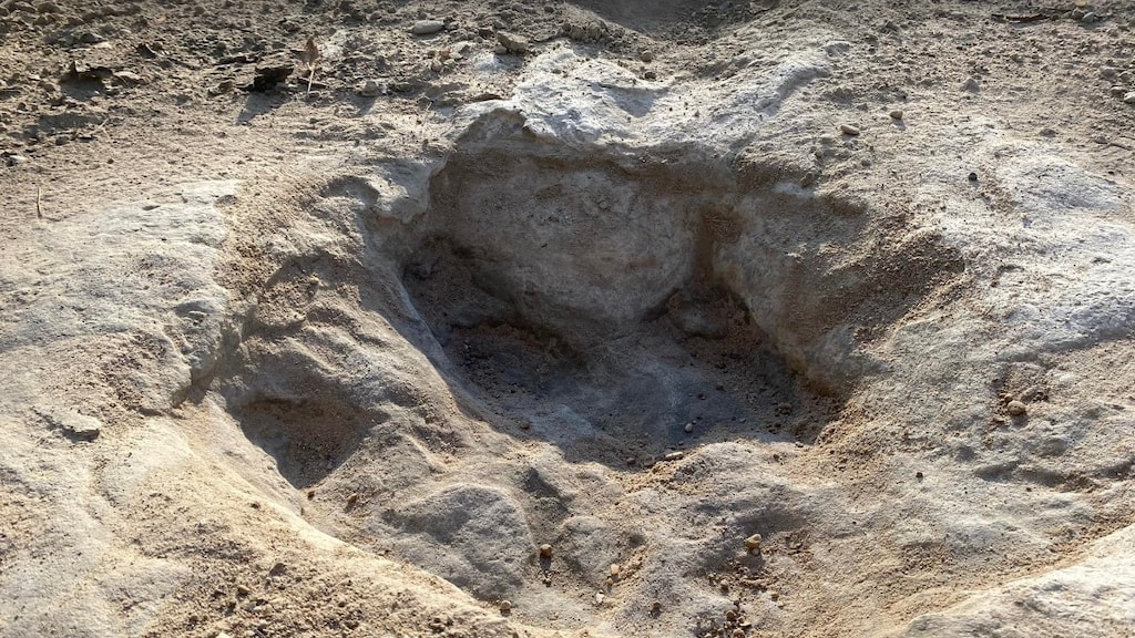 Een voetspoor van een enorme dino.