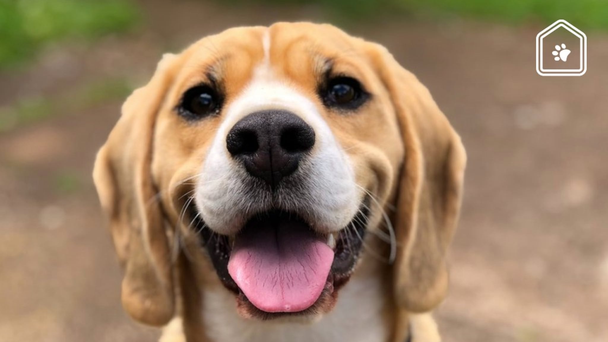 honden kop