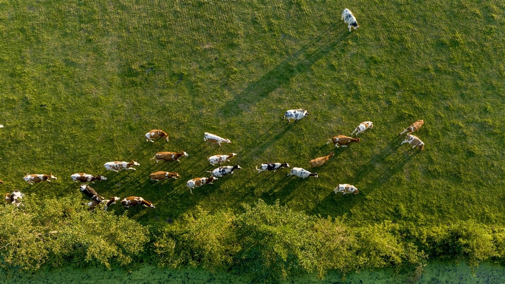 'Boeren bieden duizenden kilo's stikstofruimte te koop aan'