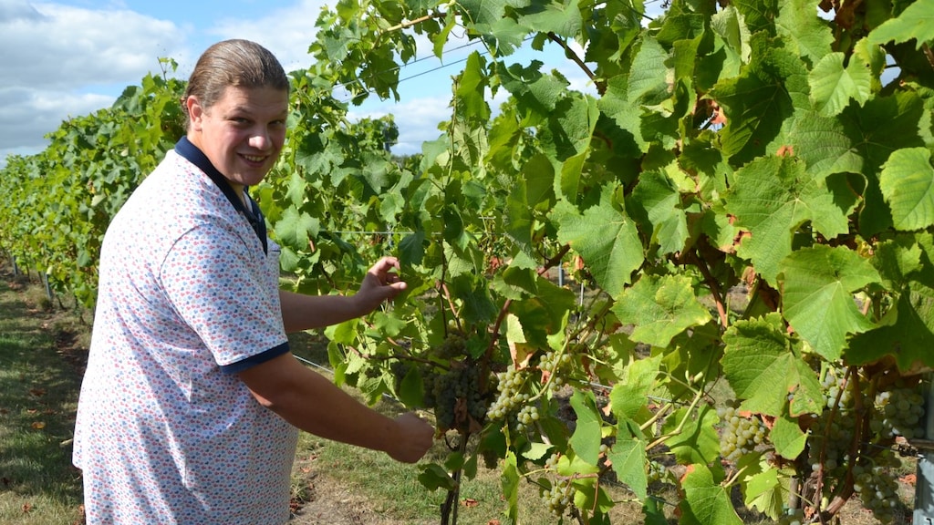 Nederlandse boeren stappen over op wijn: 'Niet voor iedereen weggelegd'