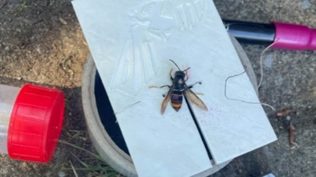 Kip eet hoornaar met gps-tracker en al op: hoe effectief is het zenderen van dieren?