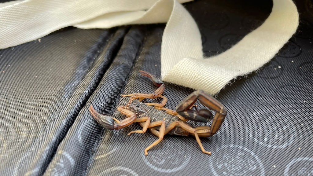 Levende schorpioen reist mee uit Costa Rica: 'Laat je koffer niet open staan'