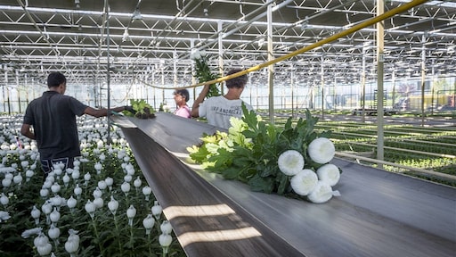 Europese gasprijs schiet weer omhoog: chrysanten 'onbetaalbaar'