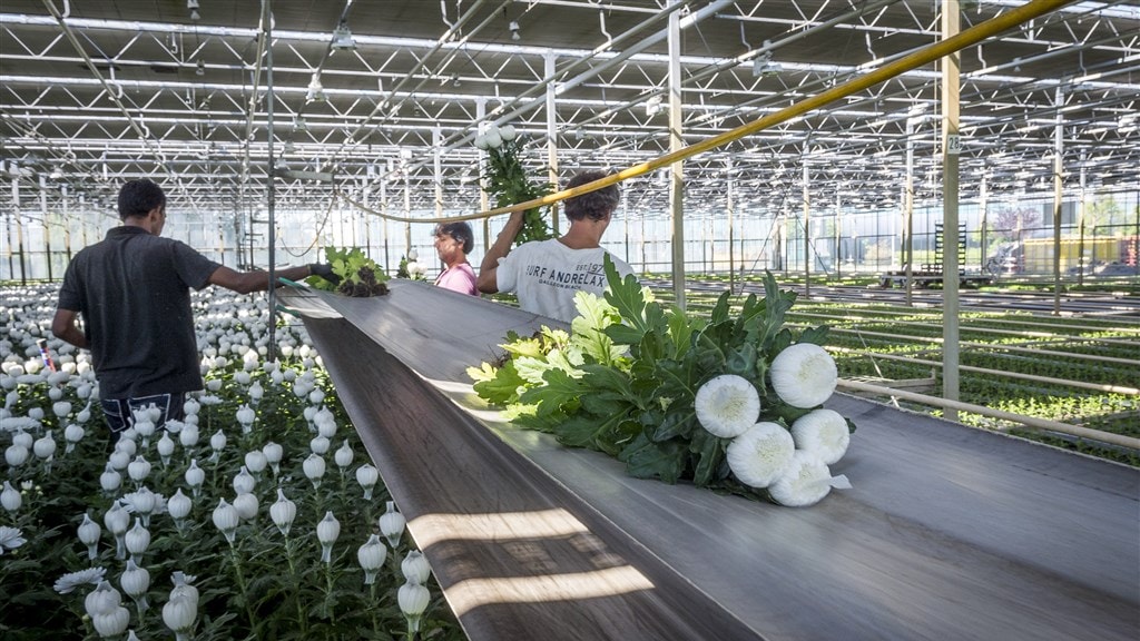 Europese gasprijs schiet weer omhoog: chrysanten 'onbetaalbaar'