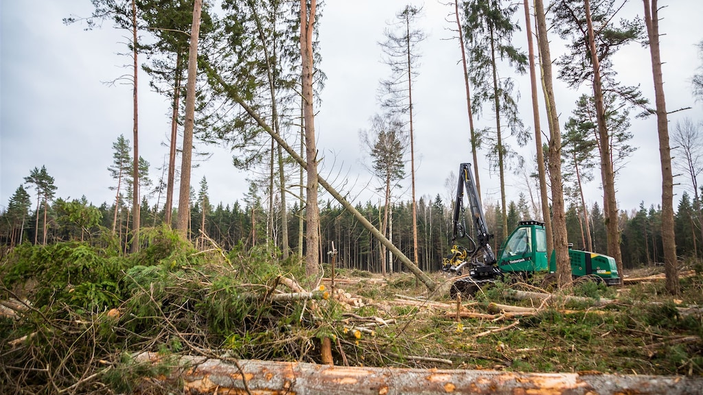 Een houthakmachine in Estland. Milieuactivisten waarschuwen dat de houtpelletindustrie heeft geleid tot een toename van de houtkap. Volgens de sector wordt alleen hout gebruikt van reststromen van lage kwaliteit.