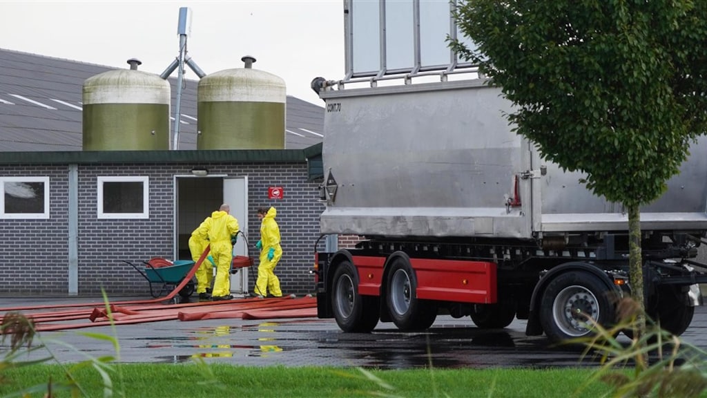 Hevige uitbraak vogelgriep: 'Ik hoop elke dag dat het aan mijn deur voorbij gaat'