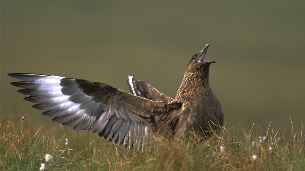 Vogelgriep overgesprongen naar zee: 'Plotselinge en ongekende uitbraak'