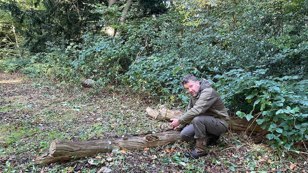 Droogte zorgt voor gevaarlijke situaties in bossen door vallende takken