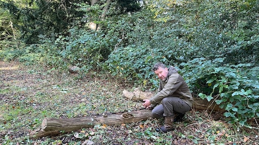 Droogte zorgt voor gevaarlijke situaties in bossen door vallende takken
