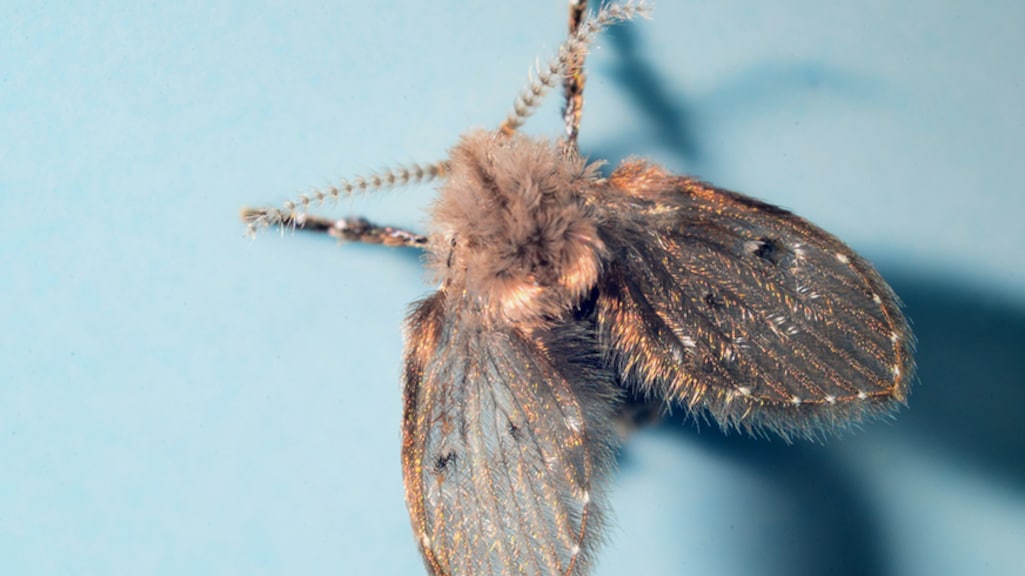 Last van kleine vliegjes bij je gootsteen? Dit is de oorzaak!