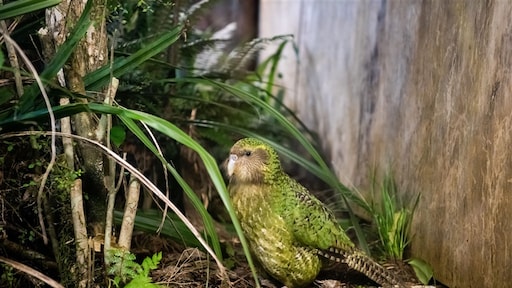 De Nieuw-Zeelandse vogel van het jaar? Favoriete kakapo mag niet meedoen