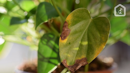 Bruine randjes aan je kamerplanten: wel afknippen of niet?