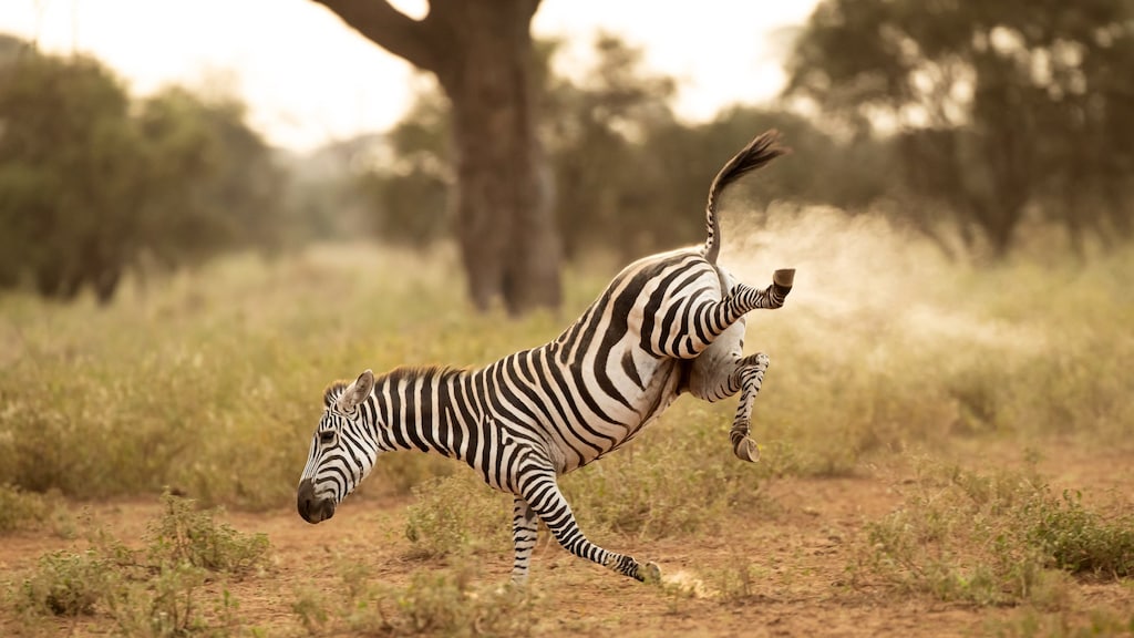 Een zebra wordt gespot op een wankel momentje, in Kenia.