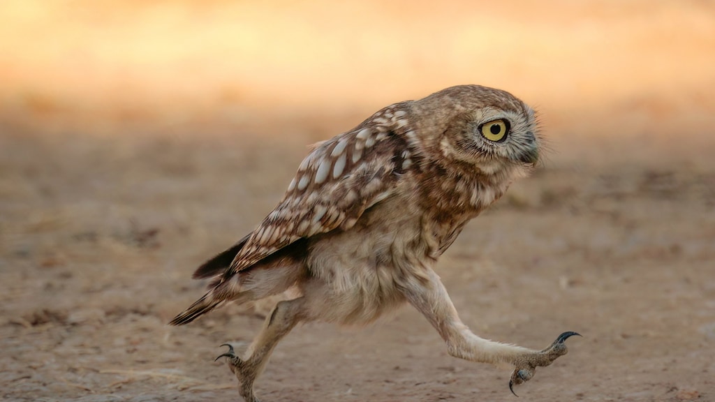 Een kleine uil in Israël loopt met ferme stappen voorwaarts.