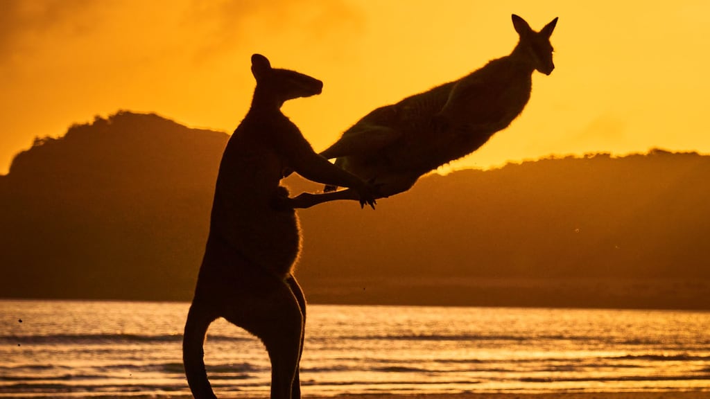 Een wallaby die zijn soortgenoot lanceert in Queensland, Australië