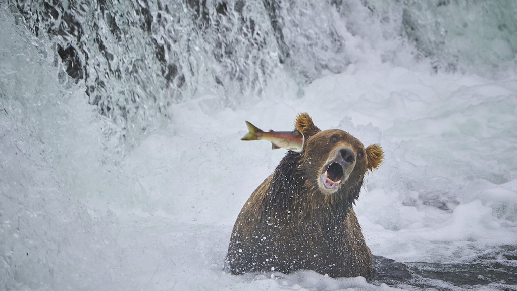 Een zalm slaat terug in Alaska.